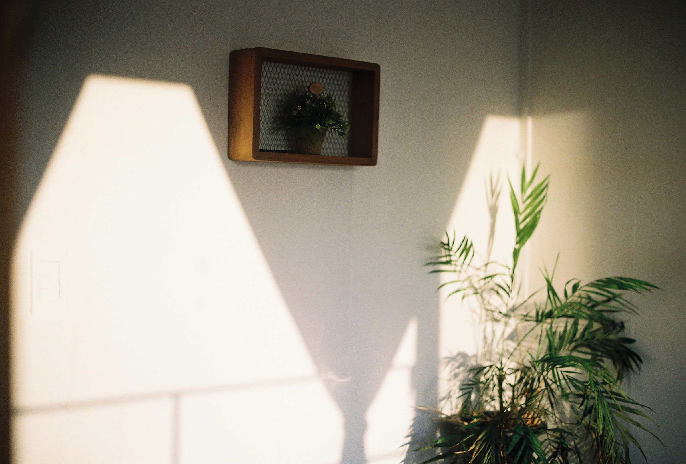 Luz de tarde sobre una pared clara, con una repisa de madera y una palmera en la esquina