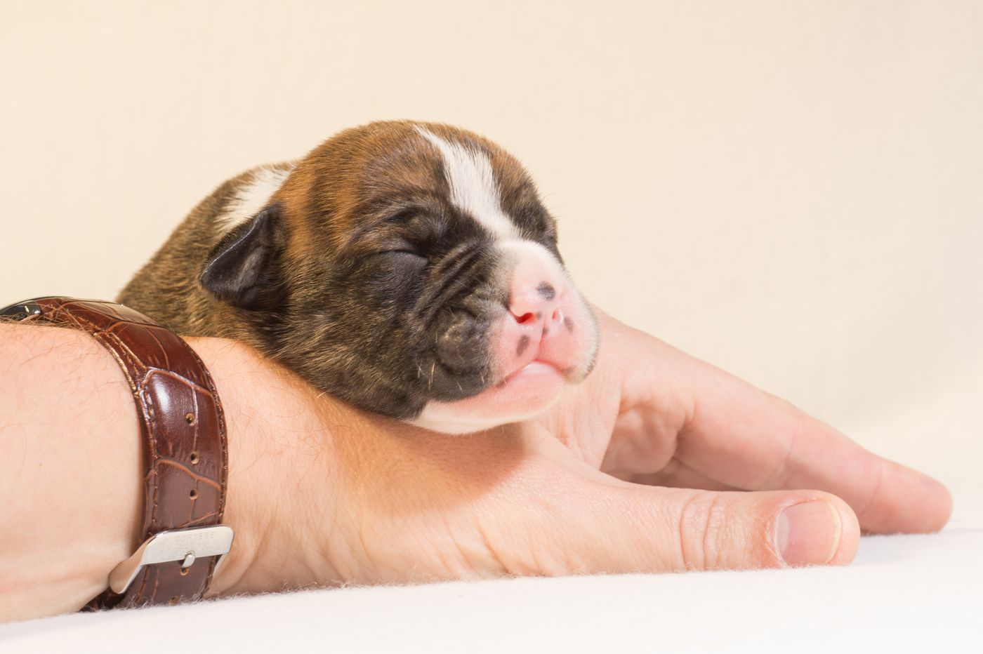 Cachorro recién nacido, dormido con el hocico apoyado en la palma de una mano
