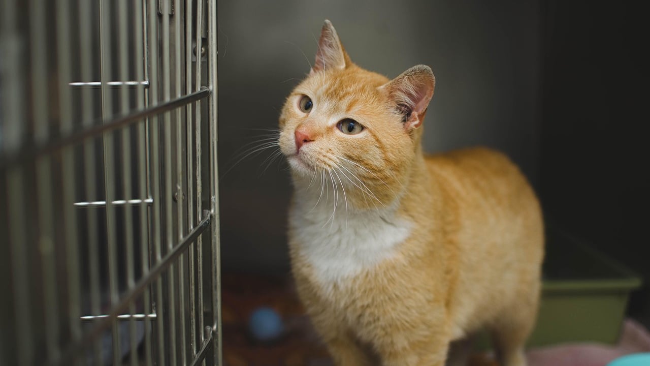 Gato naranja frente a la puerta abierta de su jaula, en la sala de guardia