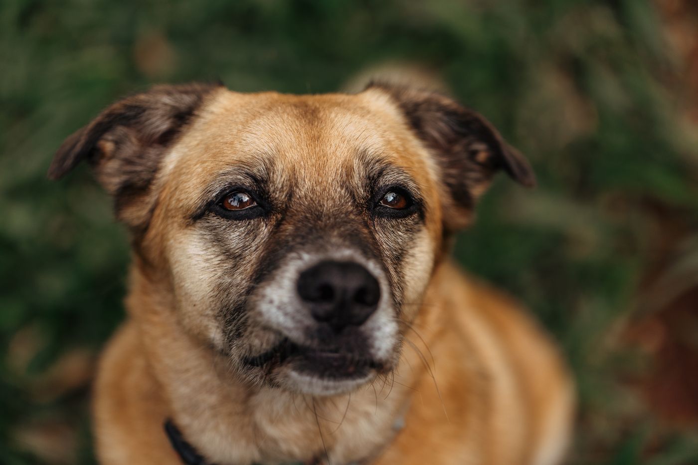 Kira, perra mestiza de hocico canoso