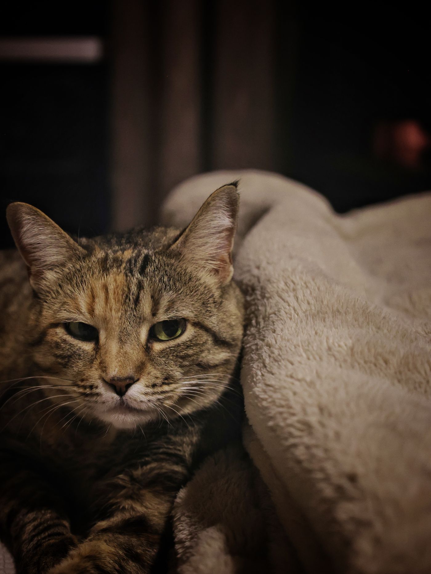 Luna, gata atigrada, recostada sobre una manta
