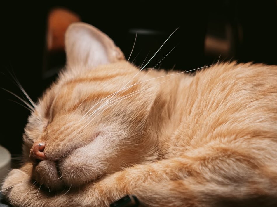 Mishi, gato naranja, dormido bajo una lámpara
