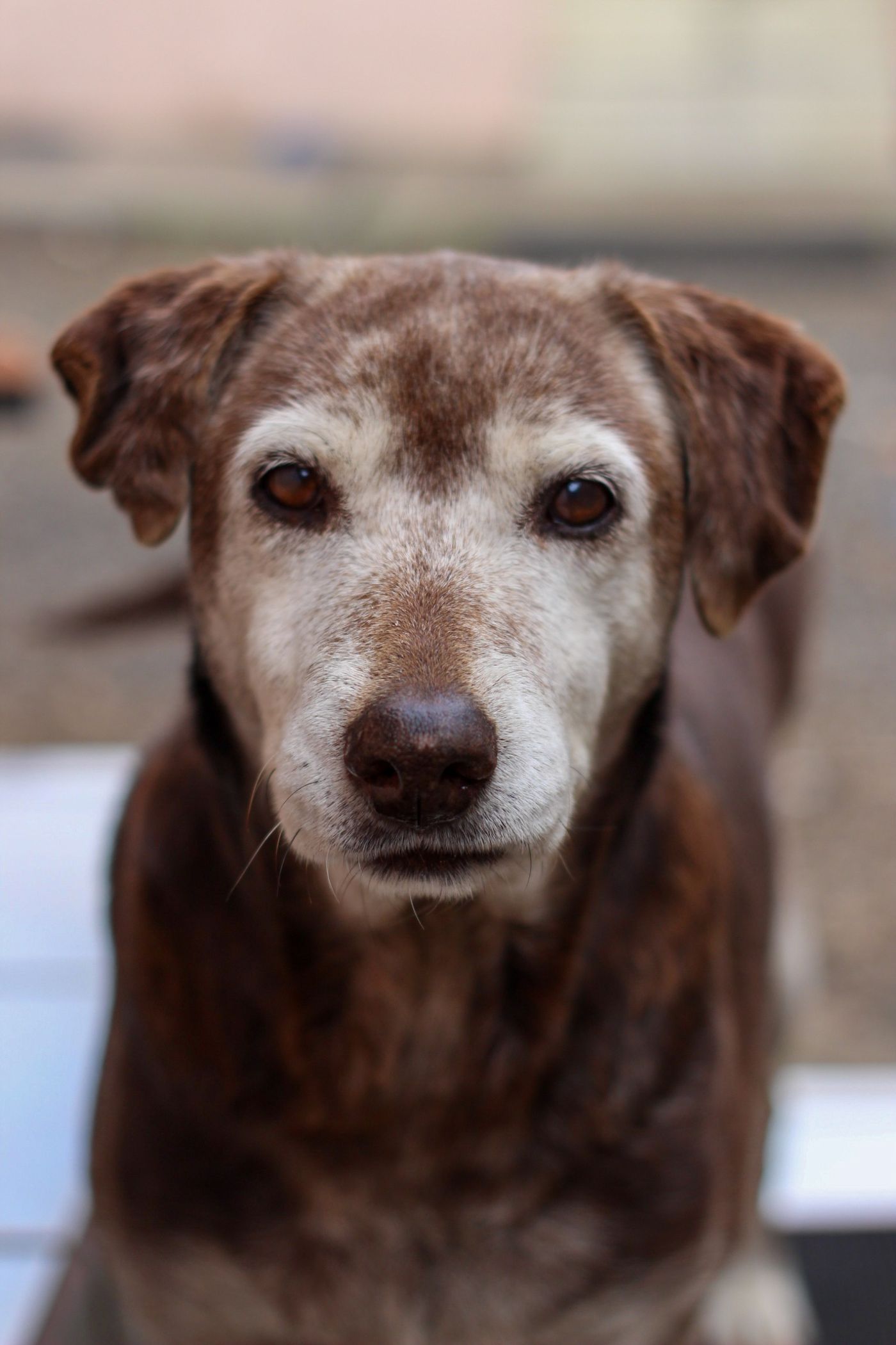 Pepa, labradora chocolate de hocico canoso