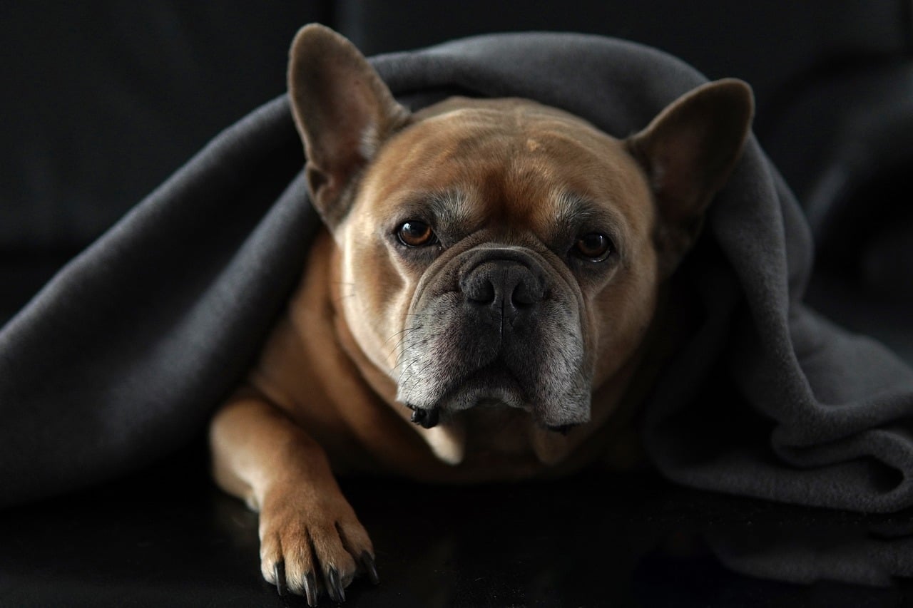 Simón, bulldog francés de hocico canoso, envuelto en una manta gris