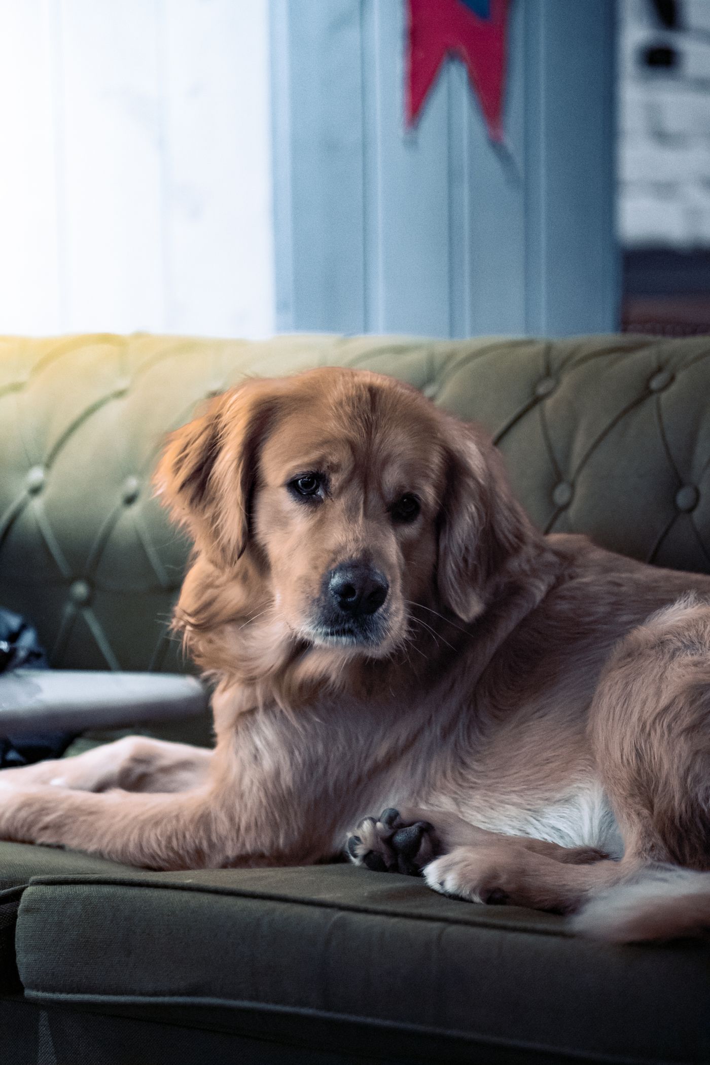 Toby, golden retriever, echado en un sofá verde
